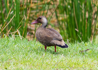 Brazilian Teal