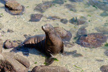 sea lion in ocean