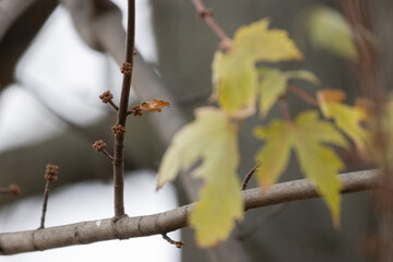 Autumn leaves with buds on the branch