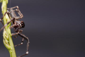 A close up macro shot of a jumping spider with view of it's eyes on a green plant