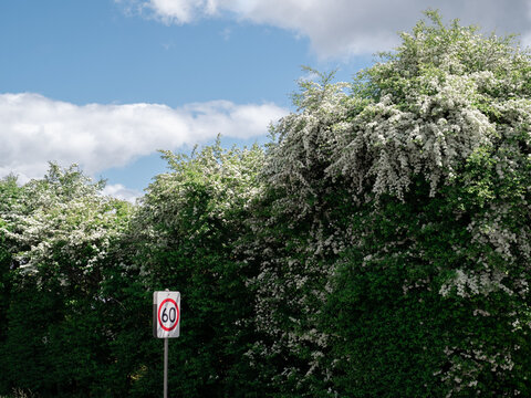 Sixty sign by flowering hedge