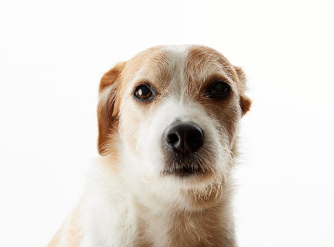 Portrait of a jack russell dog
