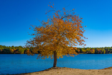 Fall foliage tree orange leaves blue sky