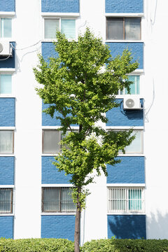 Green tree in front of the blue apartment