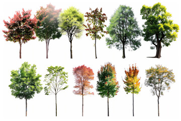 Fototapeta premium Various trees with leaves isolated on white version 3