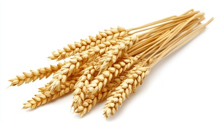 Golden Wheat Stalks Bundle with Grain Heads on White Background, Symbolizing Agriculture, Harvest, and Natural Harvesting Process in Farming