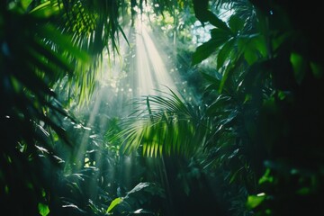 Obraz premium Soft rays of sunlight filter through lush green leaves, illuminating the path in a serene tropical forest, creating a tranquil atmosphere. Generative AI