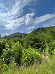 Obraz premium landscape with trees