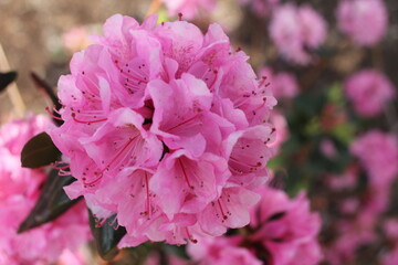 pink hydrangea flower