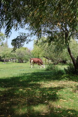 Photograph of a cow on the shore of Lake Chapala in Ajijic, Jalisco, Mexico