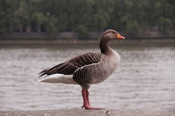 proud duck by the water