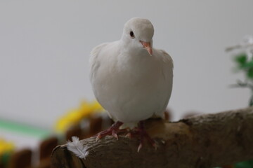 木に止まっている白鳩