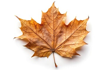 Fototapeta premium Close-Up of dorsal side of dried brown autumn maple leaf