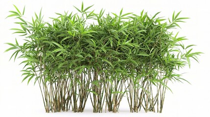 Fototapeta premium Lush Bamboo Plants Isolated on White Background Perfect for Nature Themes, Gardening Projects, and Natural Aesthetics in Design and Advertisements