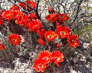 Echinocereus triglochidiatus is a species of hedgehog cactus known by several common names,...
