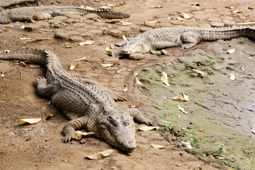 Crocodiles Resting on the Shore
