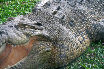 Close-Up of a Crocodile on Grass
