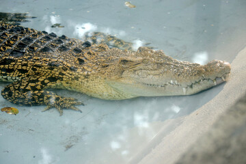 Close-Up of Crocodile in Calm Water