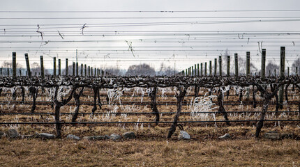 Winery grape rows plants covered in frost New Zealand wines