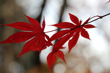japan view, Yokohama, shikinomori park, fall, Momiji © anwar