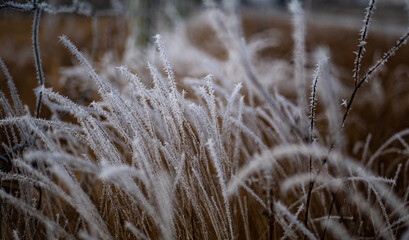 Plants covered in frost hoar close up delicate