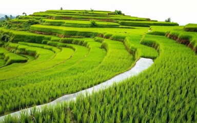 Serene Rice Terraces: A picturesque view of verdant rice paddies cascading down the hillside, showcasing the beauty of nature's artistry.