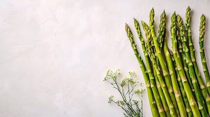 Fresh Green Asparagus Stalks Isolated on Light Background with Decorative Dill Sprigs for Healthy Cooking and Culinary Presentation Ideas