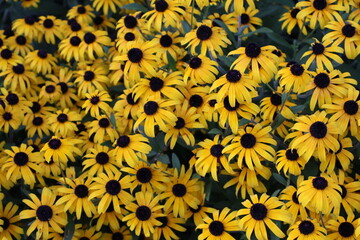 Yellow Sunflower, Black-eyed Susan, Plant Background