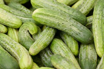 pickle cucumbers  