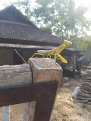 grasshoppers walking on the clothesline

