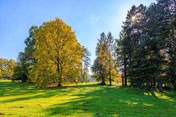 A park with a large tree in the foreground and a smaller tree in the background