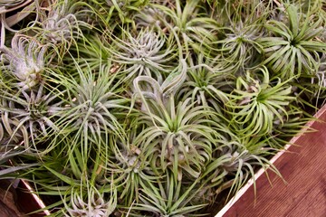 airplants