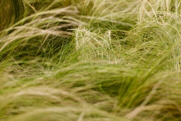 Grass up close 