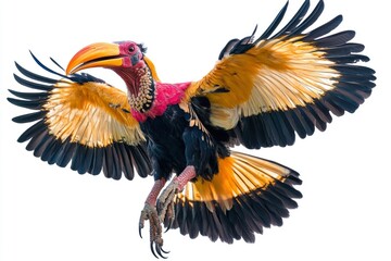 Fototapeta premium A vibrant yellow, black and pink bird with a large beak spreads its wings, isolated against a white background.