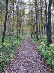 walking path in the woods