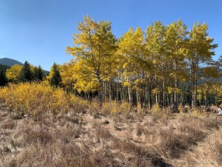 autumn in the forest