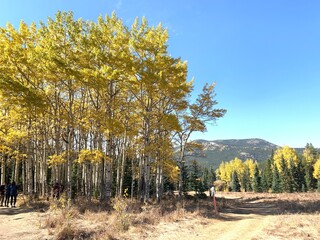 autumn landscape with trees
