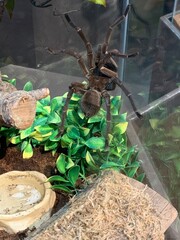 spider in an enclosure