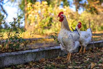Two chickens standing in a yard with leaves on the ground