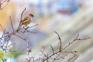 A bird is perched on a branch of a tree