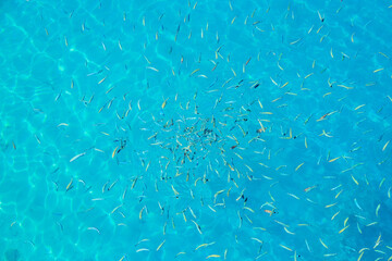 A large group of fish are swimming in a blue body of water