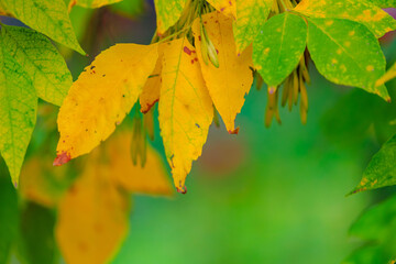 A leafy tree with yellow leaves and green leaves