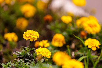 A field of yellow flowers with some brown flowers in the background
