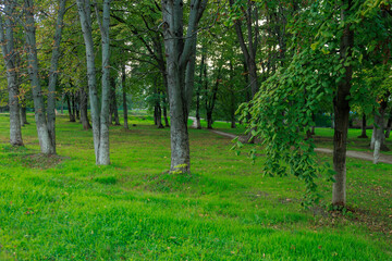 A forest with a path through it