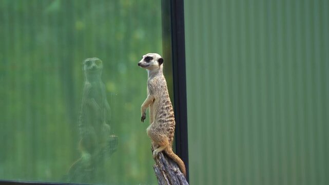 A cute African small mongoose, meerkat, suricata suricatta on sentry duty, standing on its hind legs, perch on a high point, guarding the perimeter.