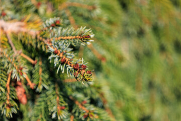 A close up of a pine tree with green leaves and brown needles