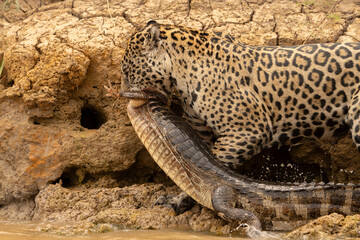 Jaguar pulling caiman just killed out of river.