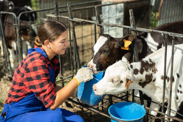 Young female farm worker farmer giving calves water from bucket