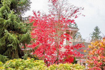 Top of luxury house with roof, red and yellow tree and nice window in Fall in Vancouver, Canada, North America. Day time on November 2024.