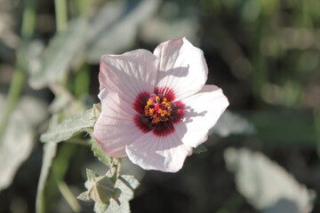夏の思い出を彩るタカサゴフヨウ（Pink pavonia）